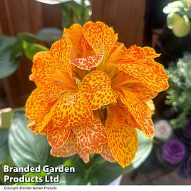 Canna x generalis Cannova Gold Leopard