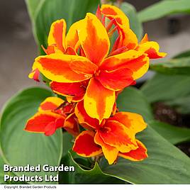 Canna Cannova Red Golden Flame