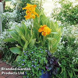 Canna Tropicanna Gold
