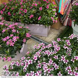 Catharanthus roseus Soiree Sweet Besties Trio