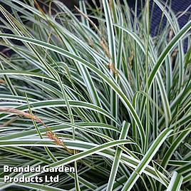Carex oshimensis Everest