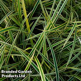 Carex morrowii Everglow (Evercolour Series)