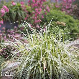 Carex Feather Falls