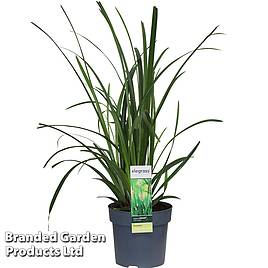 Carex morrowii Irish Green