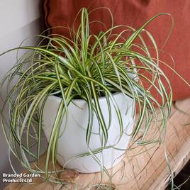Carex Moon Falls