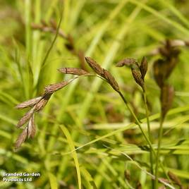 Carex muskingumensis (Marginal Aquatic)