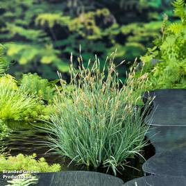 Carex panicea (Marginal Aquatic)