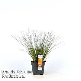 Carex testacea Prairie Fire