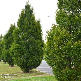 Carpinus betulus Fastigiata (Mature Tree)