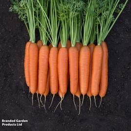 Carrot F1 Bangor - Seeds