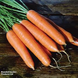 Carrot F1 Eskimo - Seeds