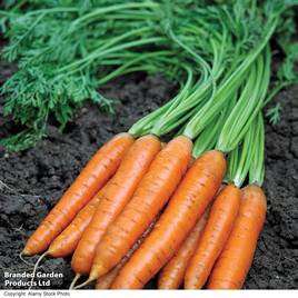 Carrot F1 Maestro - Seeds