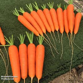 Carrot Octavo F1 - Seeds