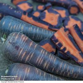 Carrot F1 Purple Haze - Seeds