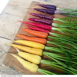Carrot Rainbow Mix - Organic Seeds