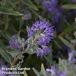 Caryopteris x clandonensis Ferndown