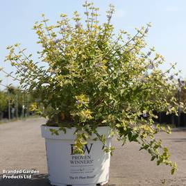 Caryopteris incana Sunny Blue