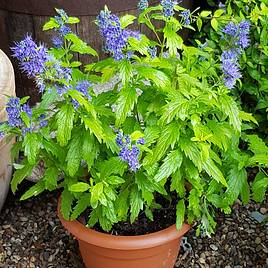 Caryopteris Sapphire Dream