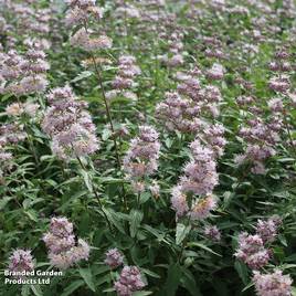 Caryopteris x clandonensis Stephi