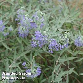 Caryopteris clandonensis Sterling Silver