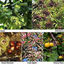 Edible Hedging Collection