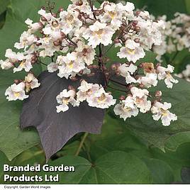 Catalpa x erubescens Purpurea