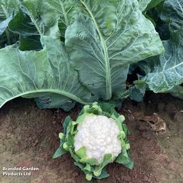 Cauliflower Britex F1 - Seeds