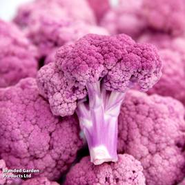 Cauliflower Depurple