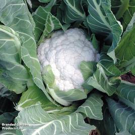 Cauliflower Jamaica F1 - Seeds