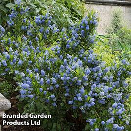 Ceanothus Blue Mound