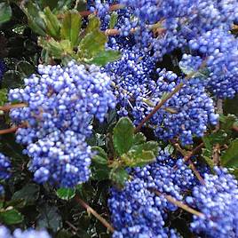 Ceanothus Blue Sapphire