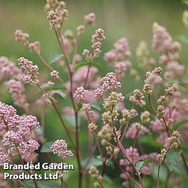 Ceanothus Marie-rose