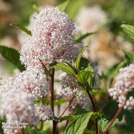 Ceanothus x pallidus Marie Simon