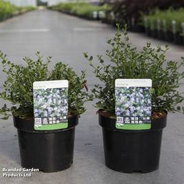 Ceanothus impressus Victoria