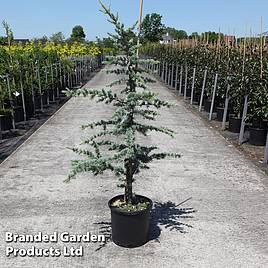 Cedrus libani Glauca