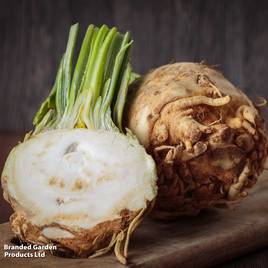 Celeriac Monarch - Seeds