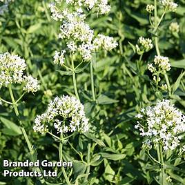 Centranthus ruber Albus