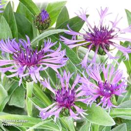 Centaurea montana Amethyst In Snow