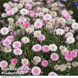 Cornflower Tom Pouce Pink - Seeds