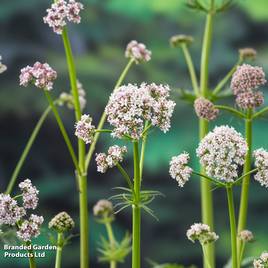 Valeriana officinalis (Marginal Aquatic)