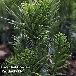 Cephalotaxus harringtonia Fastigiata