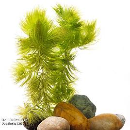 Ceratophyllum demersum (Oxygenating Aquatic)