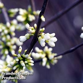 Cercis chinensis Shirobana