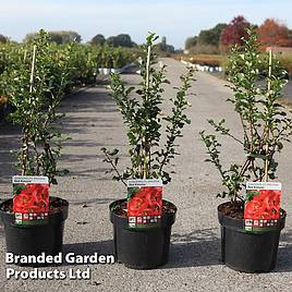 Chaenomeles speciosa Red Kimono