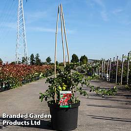 Chaenomeles superba Texas Scarlet