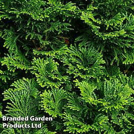 Chamaecyparis obtusa Nana Gracilis