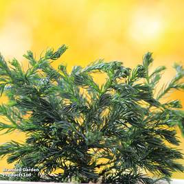 Chamaecyparis pisifera Baby Blue