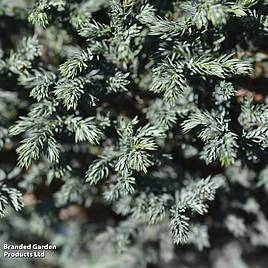 Chamaecyparis pisifera Blue Moon