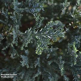 Chamaecyparis lawsoniana Ellwoods Pillar