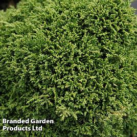 Chamaecyparis pisifera Hime-Sawara